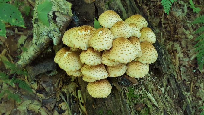 Tree Fungus Golden Scalycap