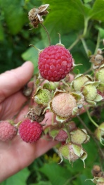 Berries from the Purple Flowering Raspberry...looks edible but they are not!